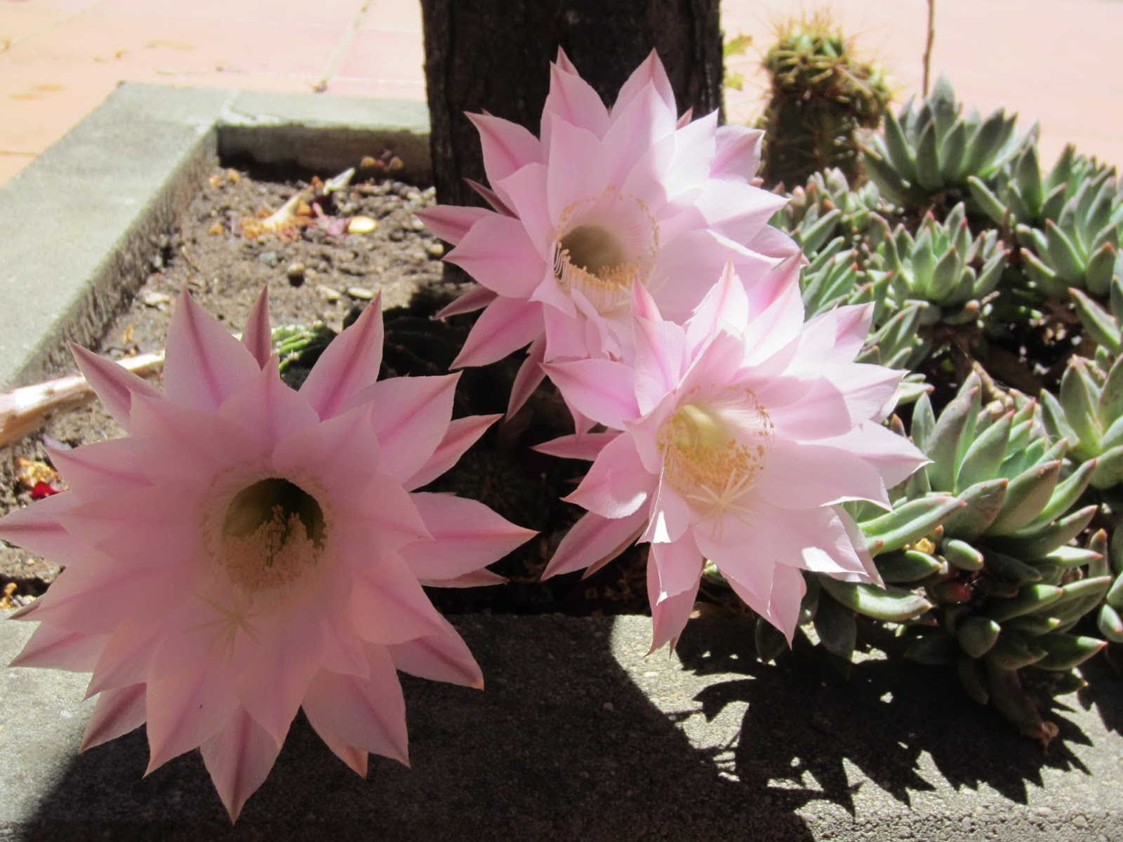 Naturally English Love, love love