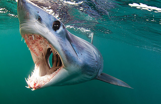 ikan hiu ikan hiu