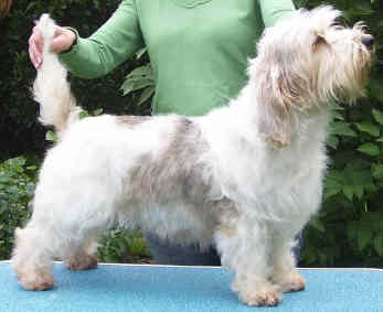 Dog Pictures Online: Petit Basset Griffon Vendeen Dog Breed Pictures