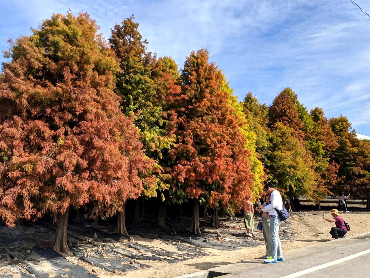 六甲菁埔埤落羽松林開始變紅啦!賞紅季1/30登場