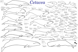 Yaşayan ve bilinen tüm balina türlerinin boyutlarının karşılaştırılması.