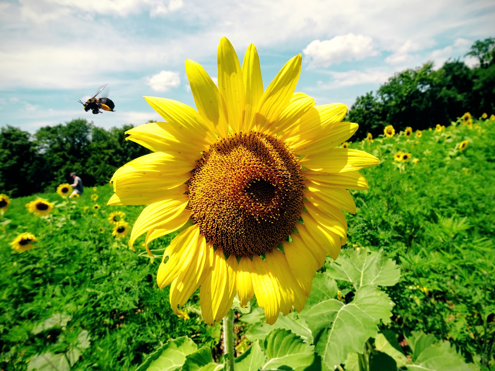 Love, Joy and Peas Sunflowers and Bees at McKee Beshers Wildlife