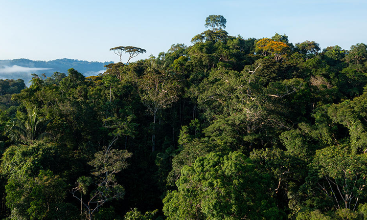 Cette année, la JIF placée sous le thème « les forêts et la santé », a pour objectif de mettre un accent particulier sur les bienfaits que les forêts procurent aux populations