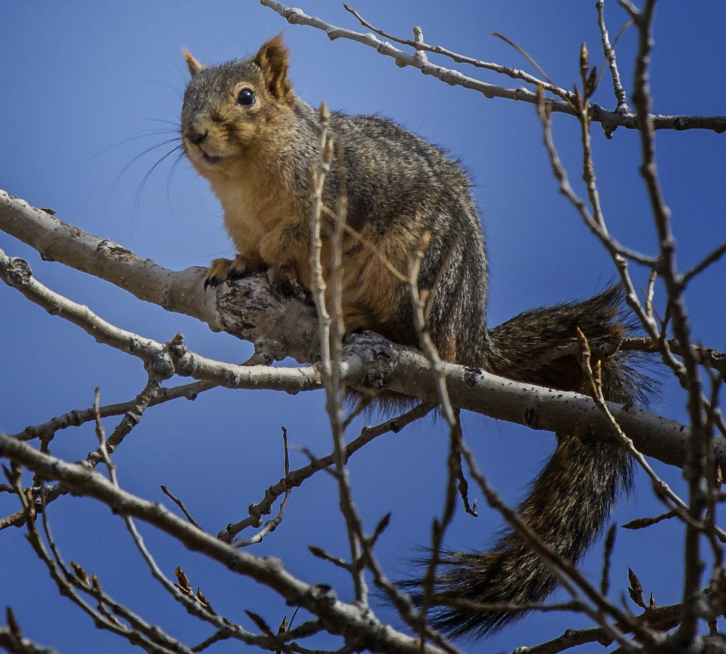 RonNewby Squirrel Boyd Lake State Park Loveland Colorado 03132013
