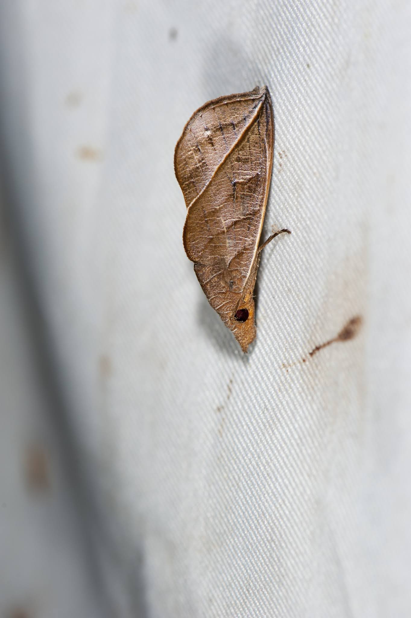 Vampire Moths, Human Blood Sucking Insect