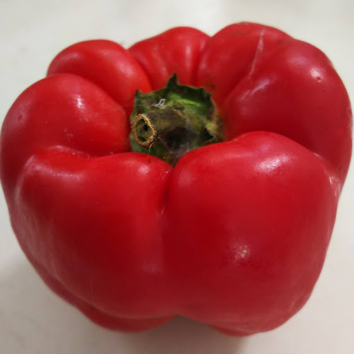 パプリカの種を蒔いたら苗が発芽しました