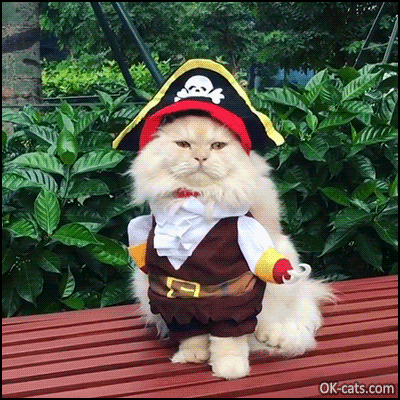 Funny Cat GIF • Pirate cat is so funny and cute wearing. The best Cat costume ever [ok-cats.com]
