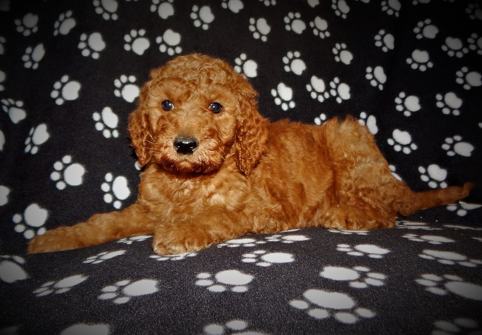 Labradoodle Guardian Home