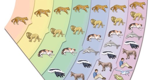 Urutan Takson Yang Paling Tepat Untuk Hewan Adalah Angkoo