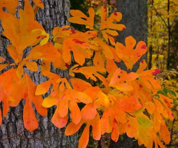 Sassafras leaves in fall