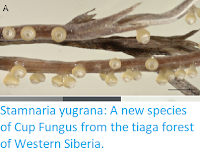 https://sciencythoughts.blogspot.com/2018/05/stamnaria-yugrana-new-species-of-cup.html