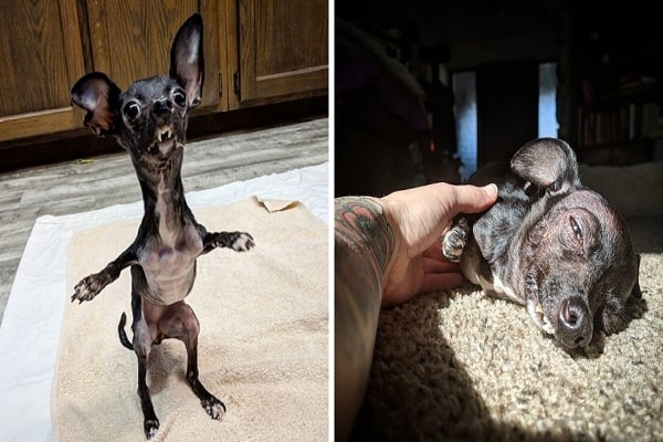 Deformed Chihuahua Obtains A 2nd Chance At Love After Being Abandoned