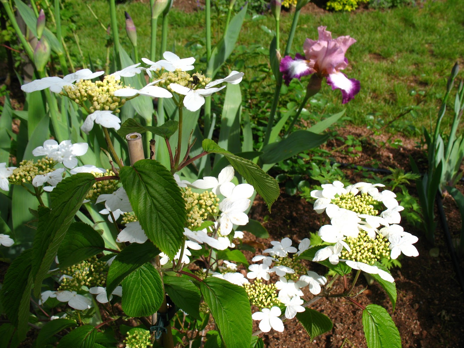 Roses Du Jardin Cheneland Viburnum Plicatum Mariesii