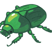 カナブンのイラスト