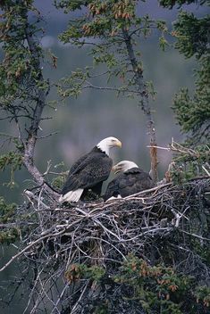 eagle images