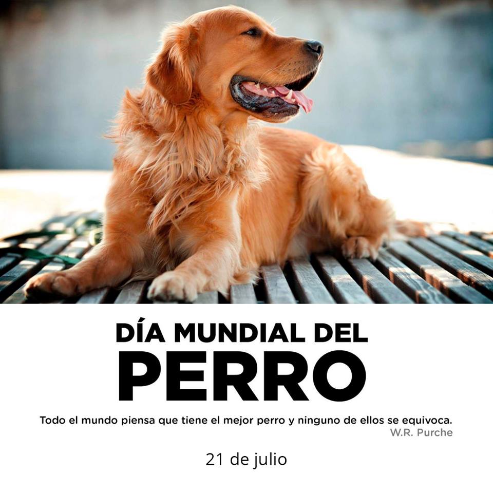 Conoce Saltillo 21 de Julio Día Mundial del Perro