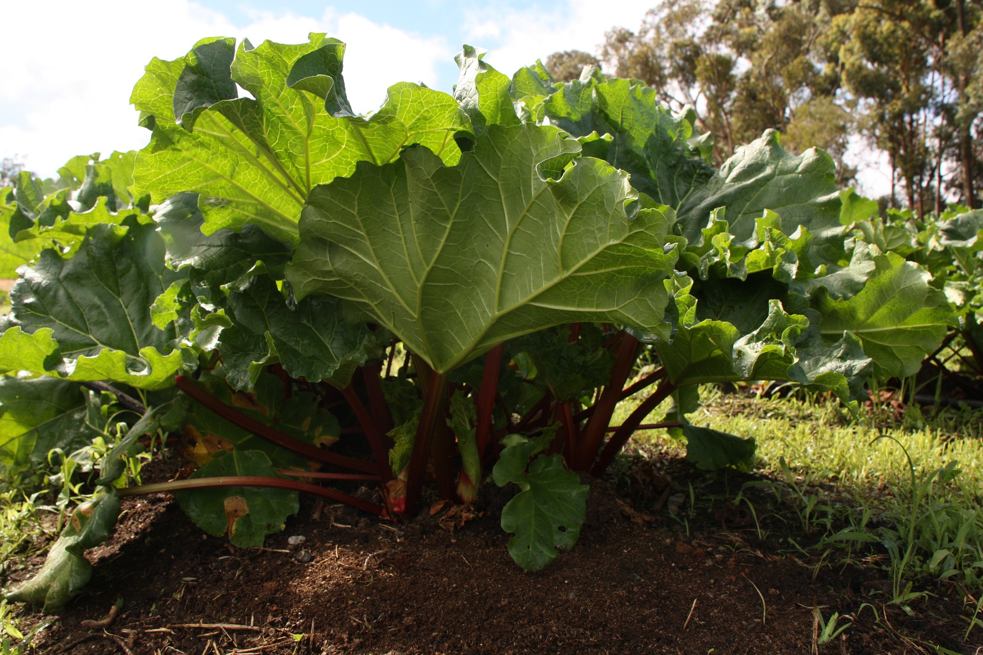 Grow Rhubarb