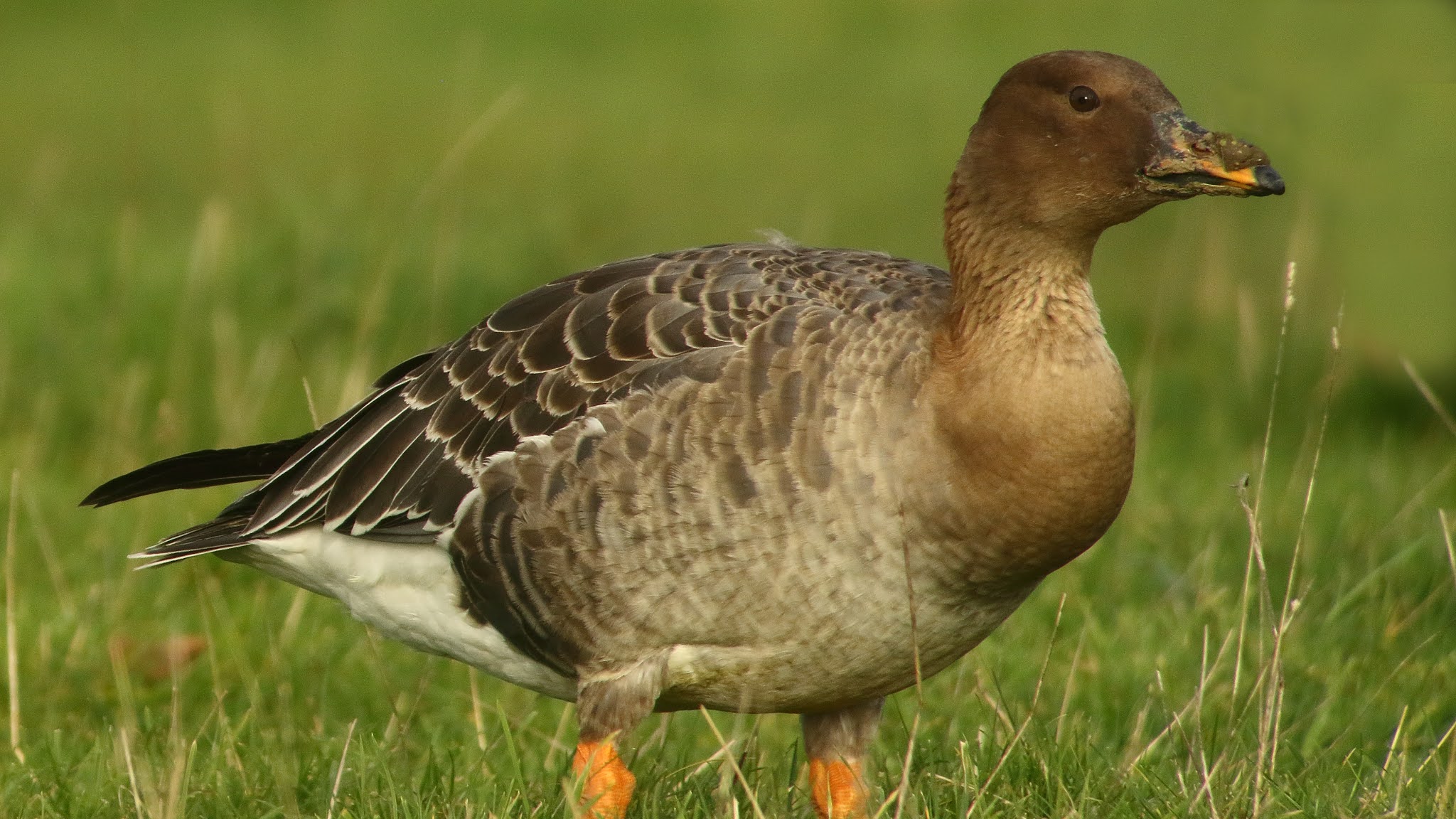 CAMBRIDGESHIRE BIRD CLUB GALLERY Tundra Bean Goose