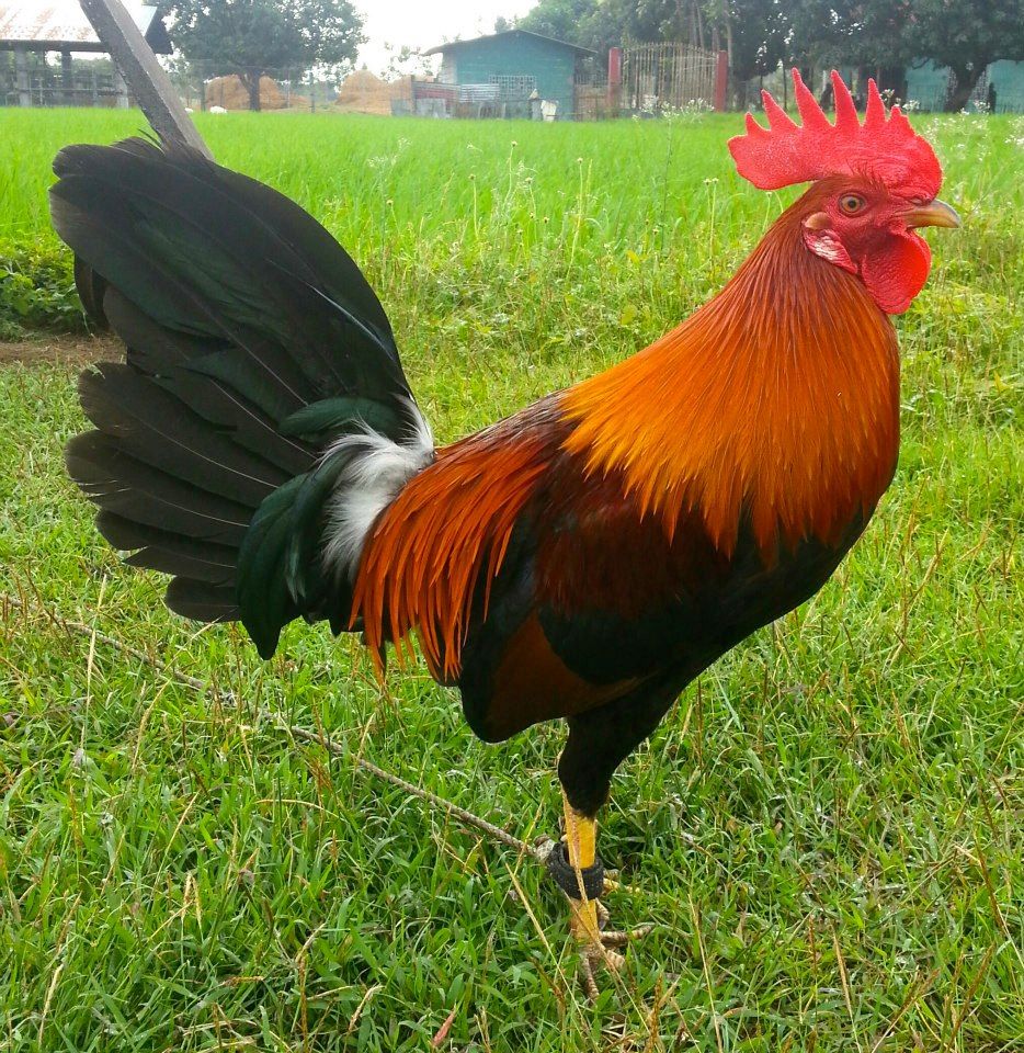 Tahid Ng Manok - Animal Garden Niigata