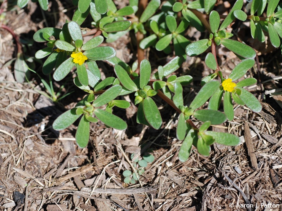 Purdue Turf Tips: Weed of the month for July 2015 is Common Purslane