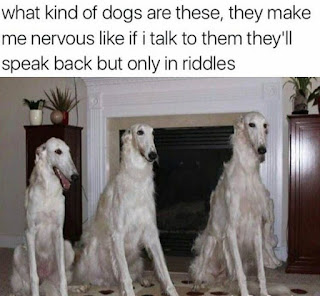 white freak dogs thin faces