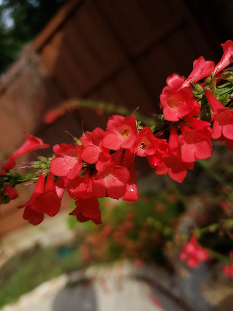 Red sage in bloom