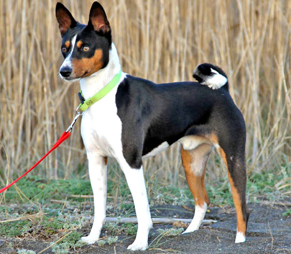 basenji dog, basenji dogs, about basenji dog, basenji dog appearance, basenji dog behavior, basenji dog breed info, basenji dog breed facts, basenji dog color, caring basenji dog, basenji dog characteristics, basenji dog color varieties, basenji dog facts, basenji dog feeding, basenji dog temperament, basenji dog origins, basenji dog lifespan, basenji dog as pets