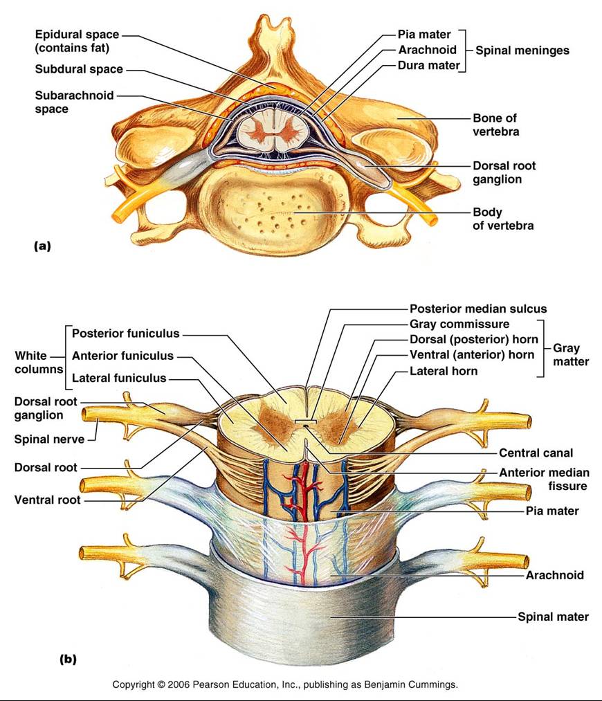Biology Pictures: Spinal Cord Crossection
