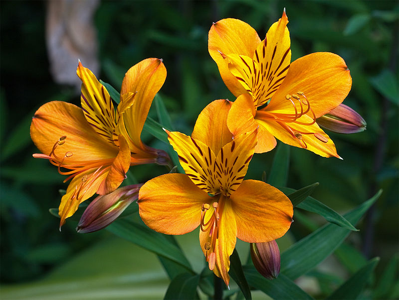 HOW TO GROW ALSTROEMERIA The Garden of Eaden