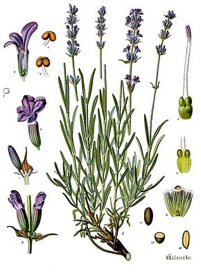 Learning To Love Lavender