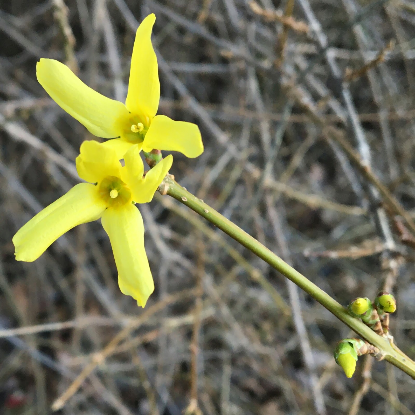 Wife Mother Gardener Spring Combination Forsythia And