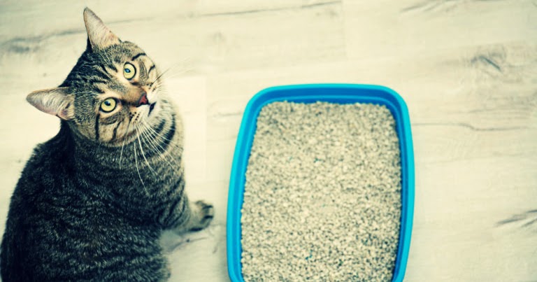 Sabbia Per Lettiera Profumata Alla Lavanda 10 Lt Agglomerante Per Gatt