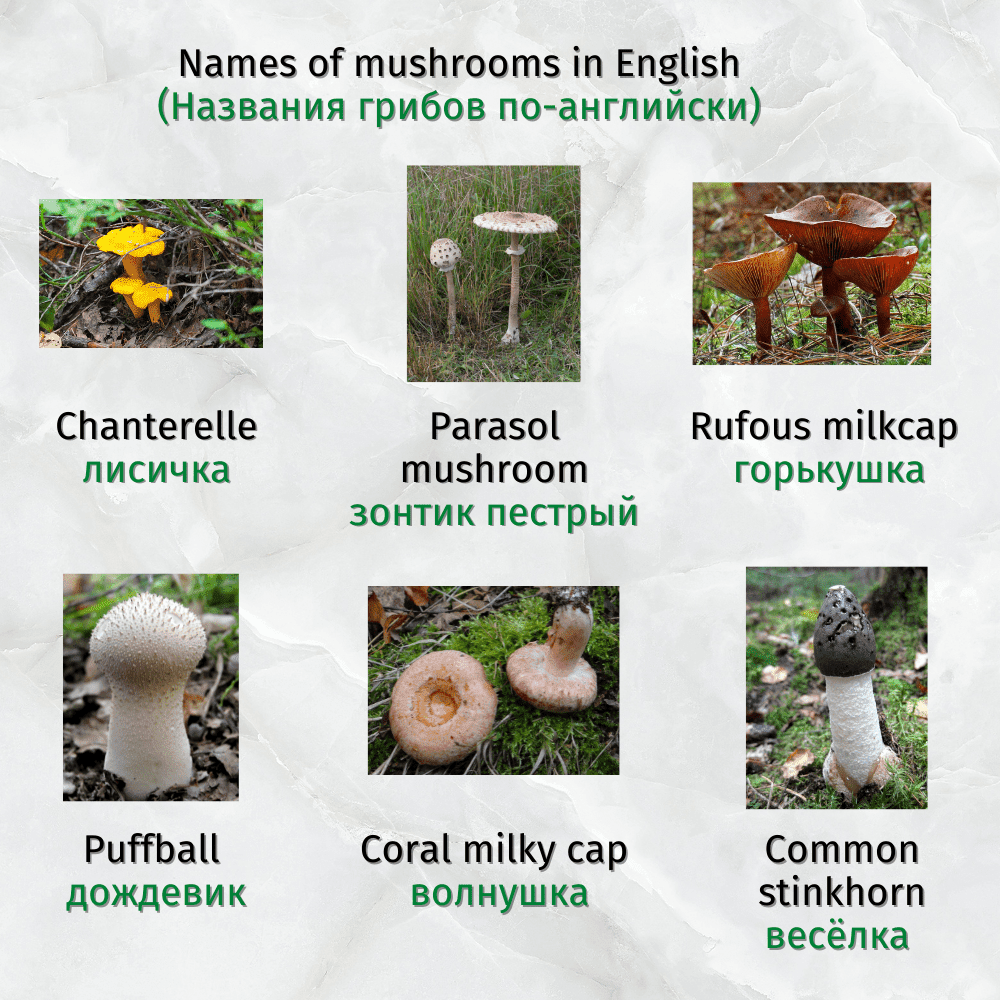 Корни грибов как называется. Названия грибов на английском языке. Грибы названия на английском. Самые смешные названия грибов. Грибы с латинскими названиями.