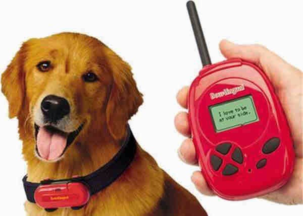 Top 10 Surprising Pet Inventions | Most Beautiful