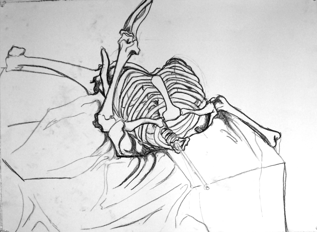 Basic Drawing 1: Skeletons "Finished to Unfinished" Part 2.