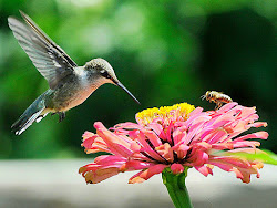 bees birds bee story pollinate hummingbird tiny together