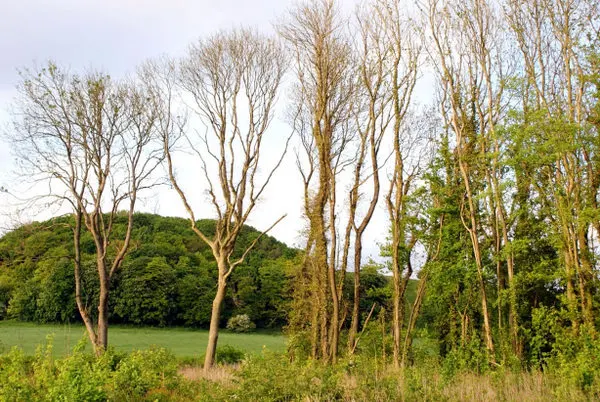 Sick and dying ash trees. Photo copyright Devon Wildlife Trust (All rights reserved)