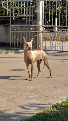 Thailändischer Strassenhund