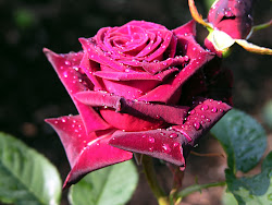 rose desktop wallpapers roses background flower pink flowers backgrounds raindrops rosas water