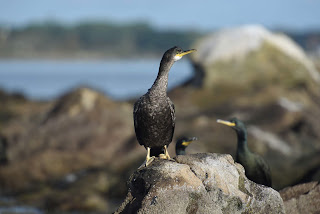 adultes et jeunes grands cormorans se reposent sur un îlot du golfe du Morbihan