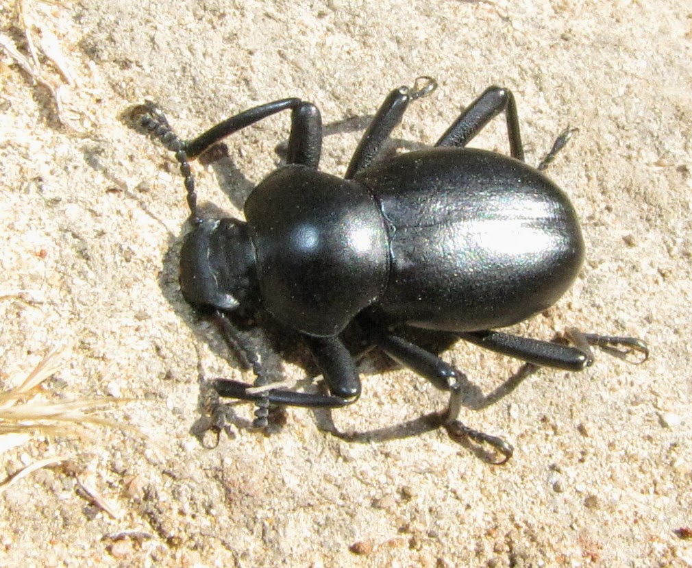 Bug Eric Big Black Beetles Coelocnemis