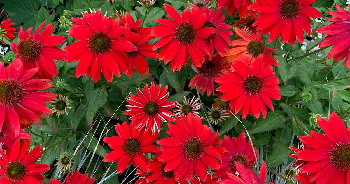 Shoreline Area News Photo Brilliant red flowers