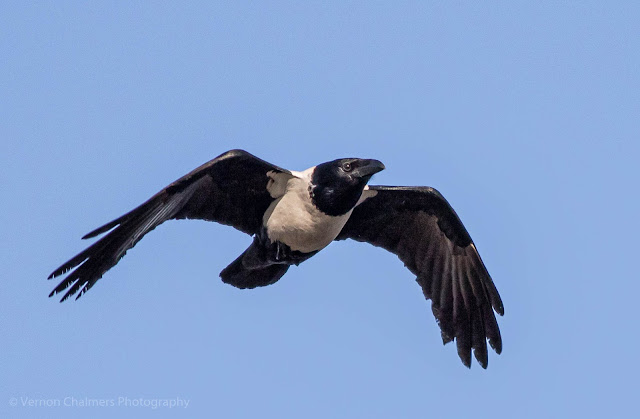 Pied Crow in Flight Table Bay Nature Reserve Woodbridge Island Vernon Chalmers Photography