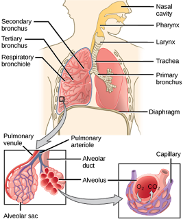 Organ-organ Penting dalam Sistem Pernapasan Manusia