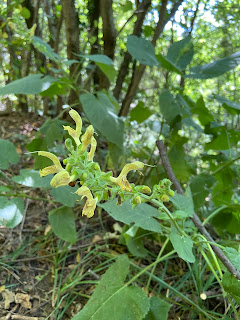 [Lamiaceae] Salvia glutinosa - Sticky Sage (Salvia vischiosa)