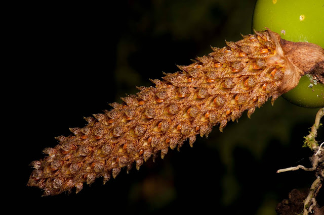 Bulbophyllum crassipes