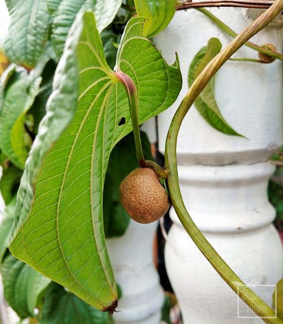Pochrzyn chiński jams ziemniak warzywa azjatyckie egzotyczne tropikalne do ogrodka uprawa smak klacze hodowla jak uprawiac jak smakuje yamberries  kłącze pochrzynu