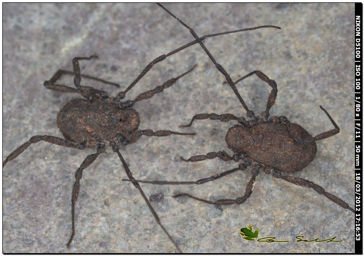Harvestman the biology of opiliones vs spider-man Harvestman the biology of opiliones vs spider-man