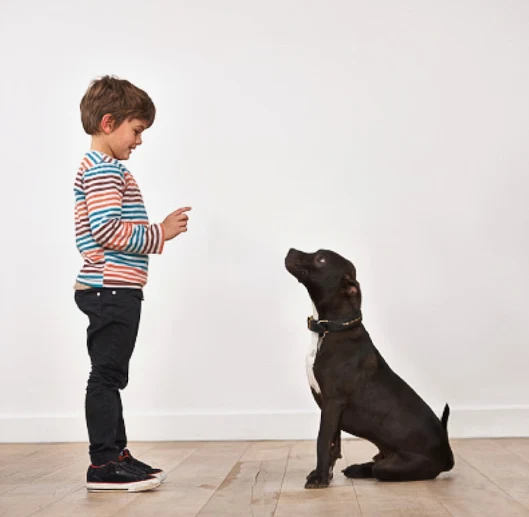 Dogs have a grasp of human vocabulary equivalent to a one-year-old infant