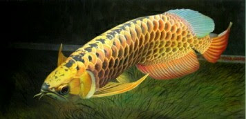 ikan arwana golden red